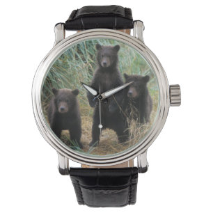 brown bear, Ursus arctos, grizzly bear, Ursus 7 2 Watch