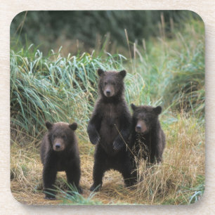 brown bear, Ursus arctos, grizzly bear, Ursus 7 Coaster