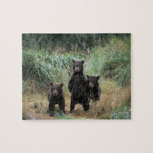 brown bear, Ursus arctos, grizzly bear, Ursus 7 Jigsaw Puzzle