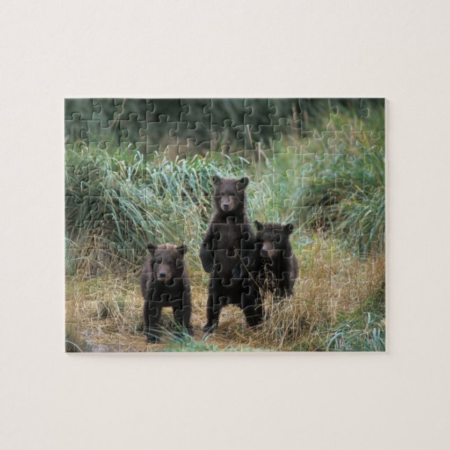 brown bear, Ursus arctos, grizzly bear, Ursus 7 Jigsaw Puzzle (Horizontal)