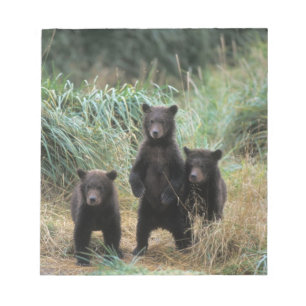 brown bear, Ursus arctos, grizzly bear, Ursus 7 Notepad