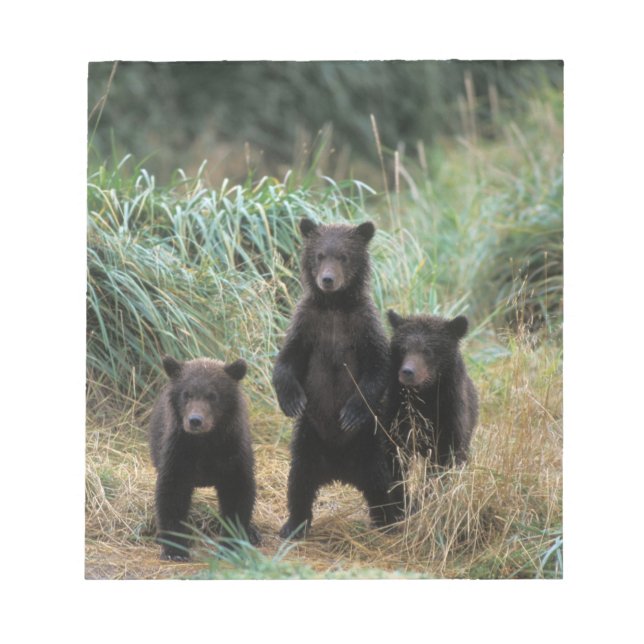 brown bear, Ursus arctos, grizzly bear, Ursus 7 Notepad (Front)