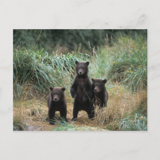 brown bear, Ursus arctos, grizzly bear, Ursus 7 Postcard (Front)