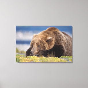 brown bear, Ursus arctos, grizzly bear, Ursus 8 Canvas Print