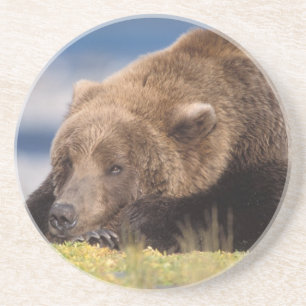 brown bear, Ursus arctos, grizzly bear, Ursus 8 Coaster