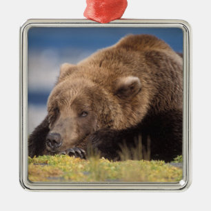 brown bear, Ursus arctos, grizzly bear, Ursus 8 Metal Tree Decoration