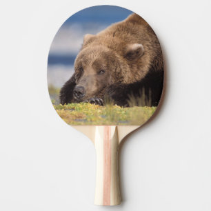 brown bear, Ursus arctos, grizzly bear, Ursus 8 Ping Pong Paddle