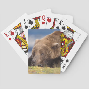 brown bear, Ursus arctos, grizzly bear, Ursus 8 Playing Cards