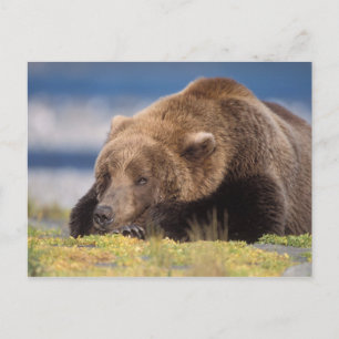 brown bear, Ursus arctos, grizzly bear, Ursus 8 Postcard