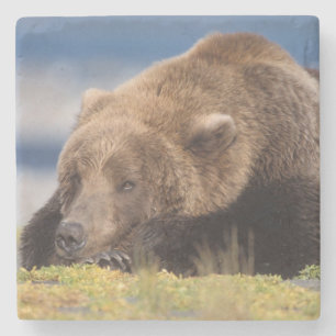 brown bear, Ursus arctos, grizzly bear, Ursus 8 Stone Coaster