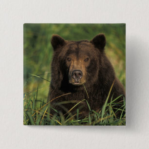 brown bear, Ursus arctos, grizzly bear, Ursus 9 15 Cm Square Badge