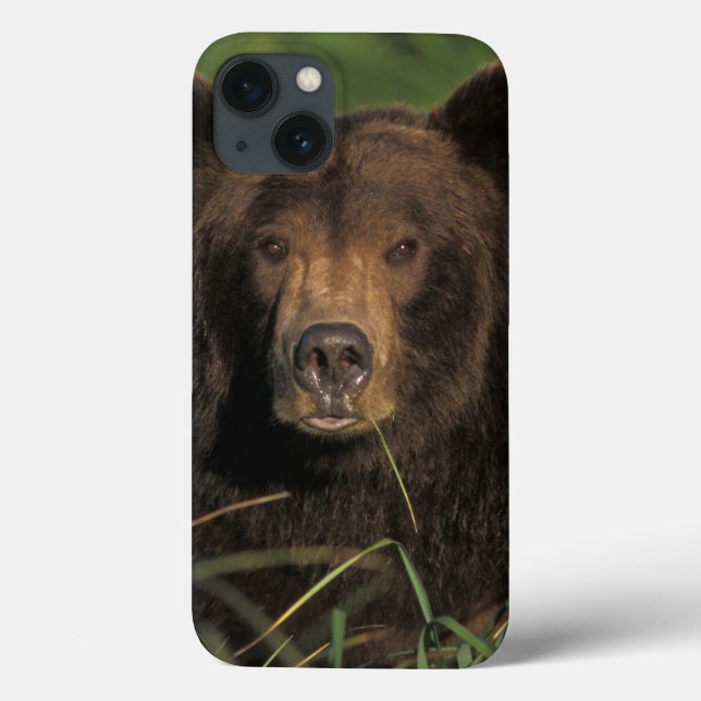 brown bear, Ursus arctos, grizzly bear, Ursus 9 Case-Mate iPhone Case (Back)
