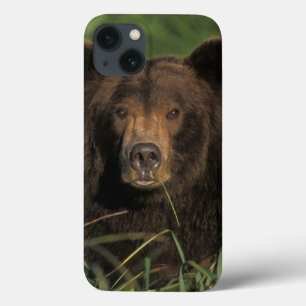 brown bear, Ursus arctos, grizzly bear, Ursus 9 iPhone 13 Case