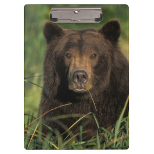 brown bear, Ursus arctos, grizzly bear, Ursus 9 Clipboard
