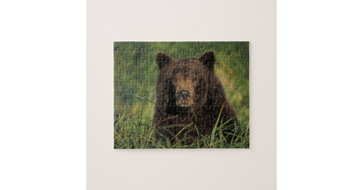 brown bear, Ursus arctos, grizzly bear, Ursus 9 Jigsaw Puzzle | Zazzle