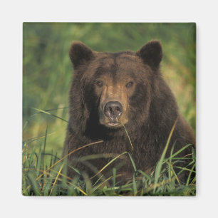 brown bear, Ursus arctos, grizzly bear, Ursus 9 Magnet