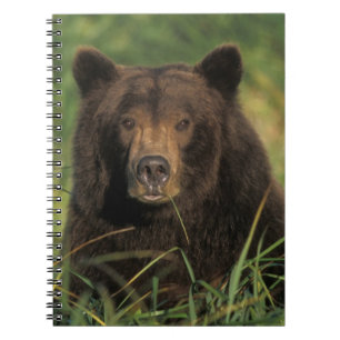 brown bear, Ursus arctos, grizzly bear, Ursus 9 Notebook
