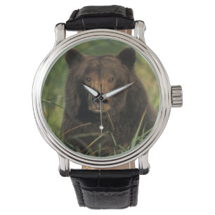 brown bear, Ursus arctos, grizzly bear, Ursus 9 Watch