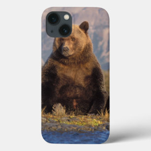 brown bear, Ursus arctos, grizzly bear, Ursus iPhone 13 Case