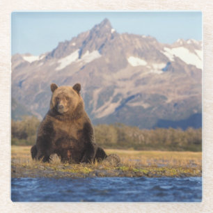 brown bear, Ursus arctos, grizzly bear, Ursus Glass Coaster