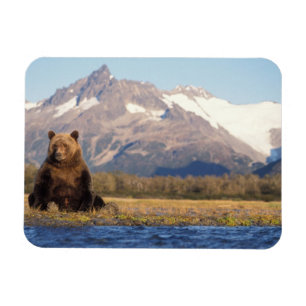 brown bear, Ursus arctos, grizzly bear, Ursus Magnet