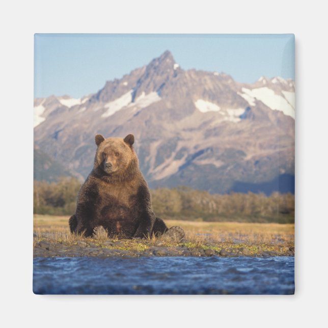 brown bear, Ursus arctos, grizzly bear, Ursus Magnet (Front)