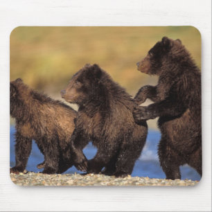 brown bear, Ursus arctos, grizzly bear, Ursus Mouse Mat