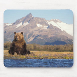 brown bear, Ursus arctos, grizzly bear, Ursus Mouse Mat