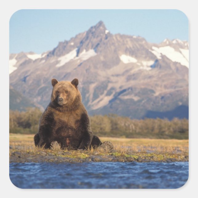brown bear, Ursus arctos, grizzly bear, Ursus Square Sticker (Front)