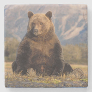 brown bear, Ursus arctos, grizzly bear, Ursus Stone Coaster