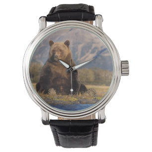 brown bear, Ursus arctos, grizzly bear, Ursus Watch