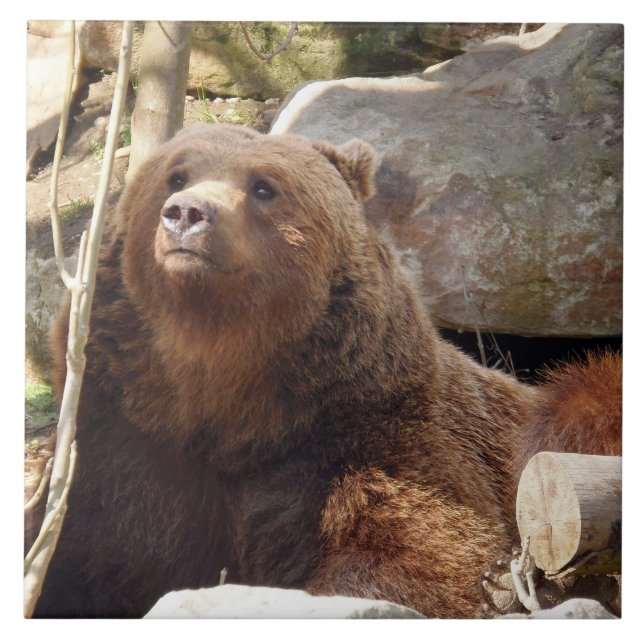 Brown bear view ceramic tile (Front)