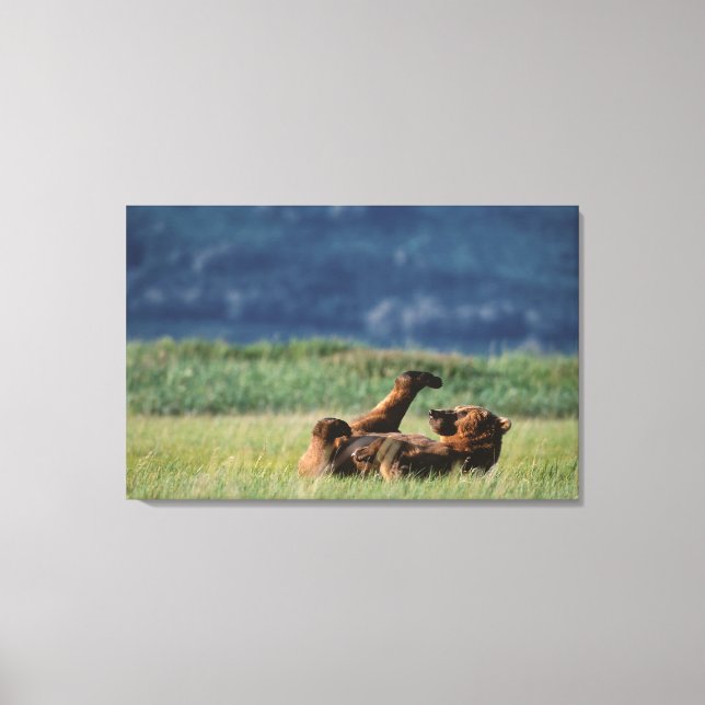 Brown Bears at play, Ursus arctos, Alaska Canvas Print (Front)