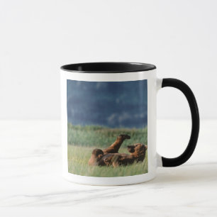 Brown Bears at play, Ursus arctos, Alaska Mug