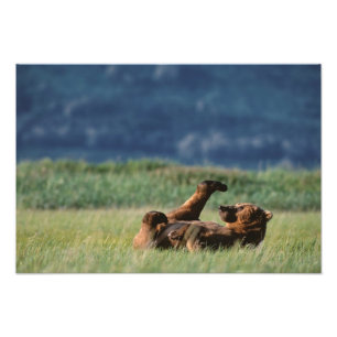 Brown Bears at play, Ursus arctos, Alaska Photo Print