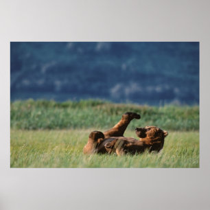 Brown Bears at play, Ursus arctos, Alaska Poster