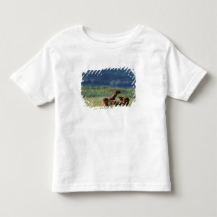 Brown Bears at play, Ursus arctos, Alaska Toddler T-Shirt