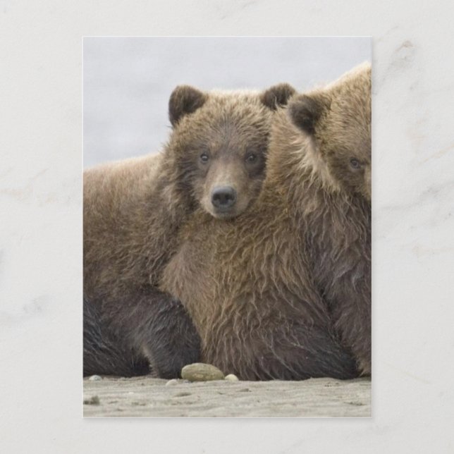 Brown Bears Loving Nature Postcard (Front)