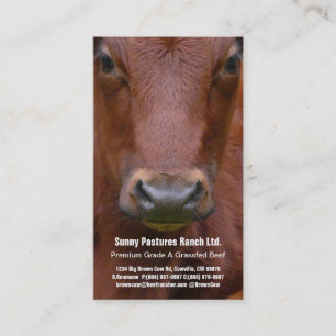 Brown Beef Steer Business Card