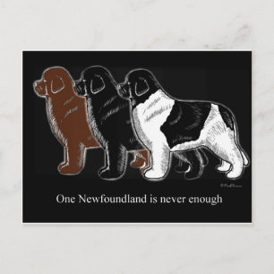 Brown Black and Landseer Newfoundland items Postcard