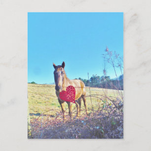 Brown Blue tinted Horse Red Heart Postcard