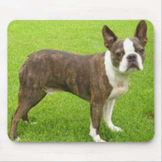 Brown Boston Terrier Standing Mousepad