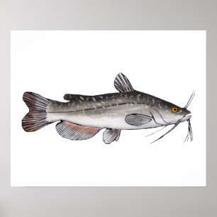 Brown Bullhead Poster