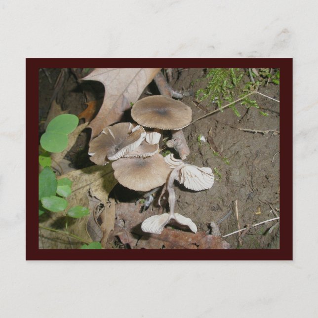 Brown Bunch Mushrooms Postcard (Front)