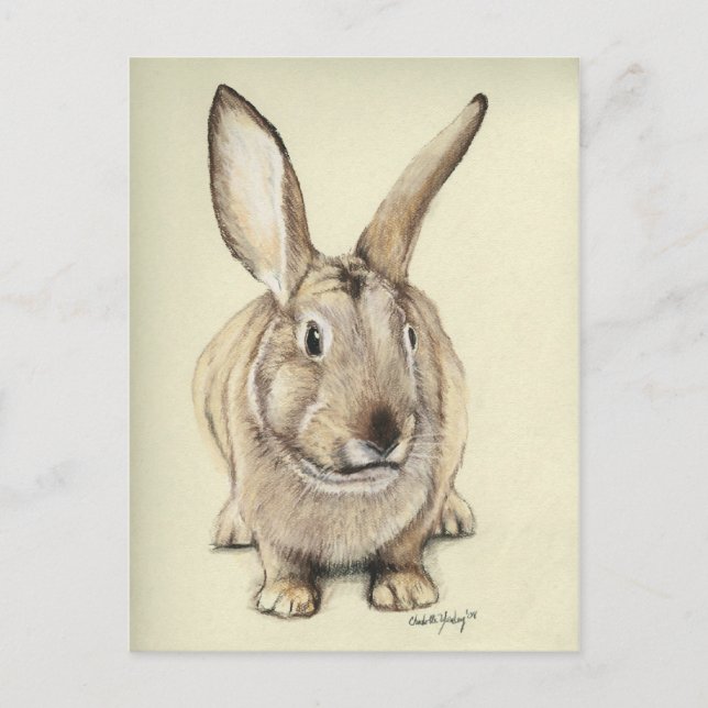 "Brown Bunny" Animal art Postcard (Front)