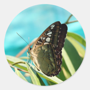 Brown Butterfly Classic Round Sticker
