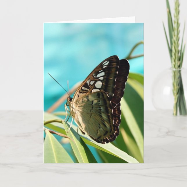 Brown Butterfly Closed Wings Card (Front)