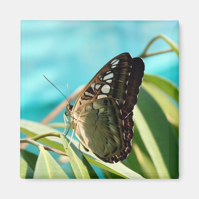 Brown Butterfly Closed Wings Magnet (Front)