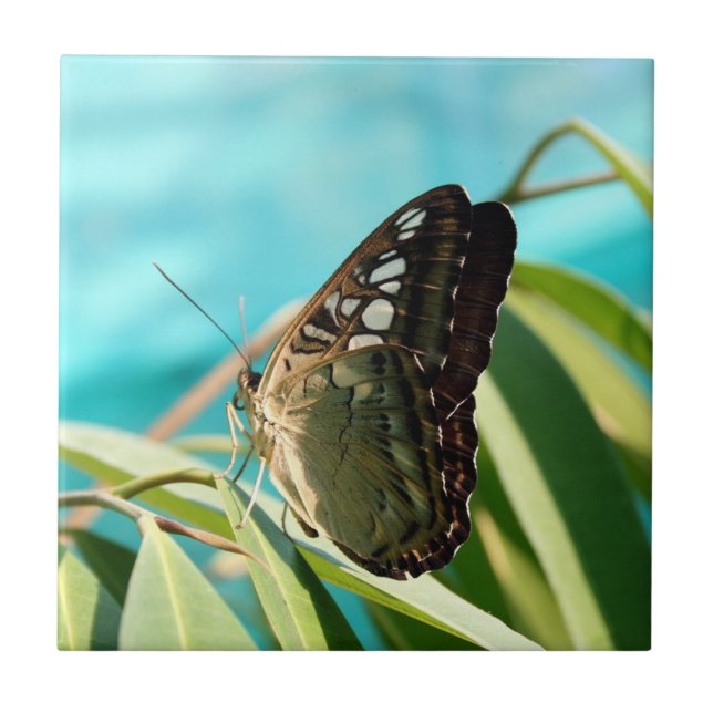 Brown Butterfly Closed Wings Tile (Front)