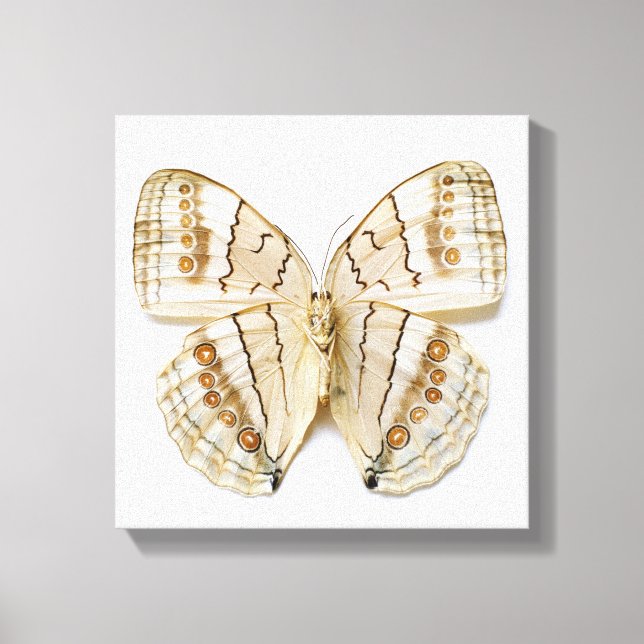 Brown Butterfly, overhead view Canvas Print (Front)